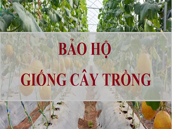 Bảo hộ Giống cây trồng